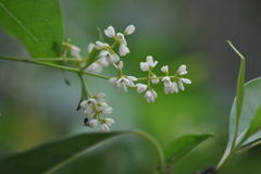 Chionanthus ramiflorus